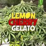 LemonCherryGelato Sponsored by Zamnesia