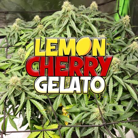 LemonCherryGelato Sponsored by Zamnesia