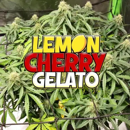 LemonCherryGelato Sponsored by Zamnesia
