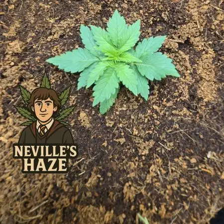 Nevilles Haze by Spliffseeds
