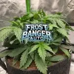 Frostbanger Sponsored by Fastbuds