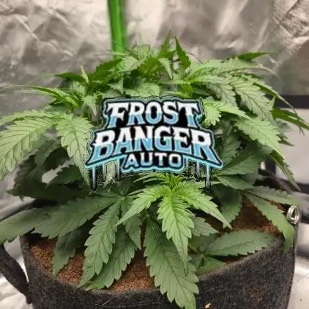 Frostbanger Sponsored by Fastbuds