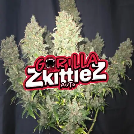 Gorilla Glue x Zkittlez by BarneysFarm