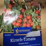 Kirsch Tomaten by Kiepenkerl