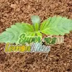 🍋 Super Lemon Haze × 🌌 RS11