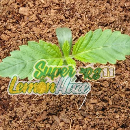 🍋 Super Lemon Haze × 🌌 RS11