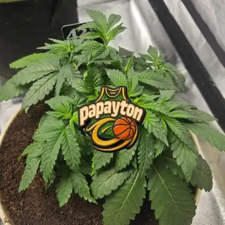 🏀 Papayton🏀 Sponsored by Fastbuds