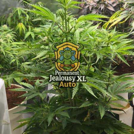 Permanent Jealousy XL Auto