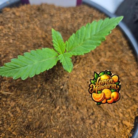 Lemon Mandarine Sponsored by Fastbuds