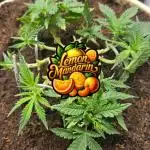 Lemon Mandarine Sponsored by Fastbuds