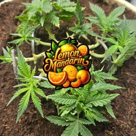 Lemon Mandarine Sponsored by Fastbuds