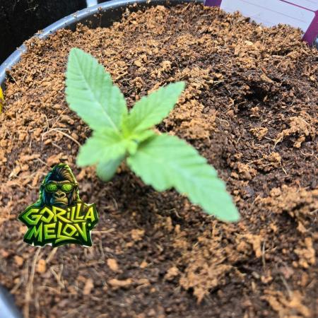 Gorilla Melon Sponsored by Fastbuds