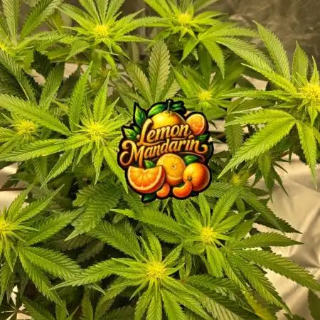 🍋Lemon Mandarine🍊