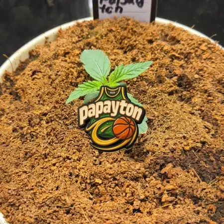 🏀 Papayton🏀 Sponsored by Fastbuds