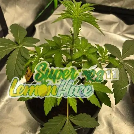 🍋 Super Lemon Haze × 🌌 RS11