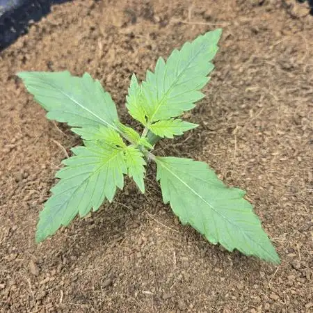 Frostbanger Sponsored by Fastbuds