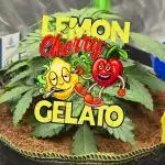 LemonCherryGelato Sponsored by Zamnesia