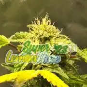 🍋 Super Lemon Haze × 🌌 RS11