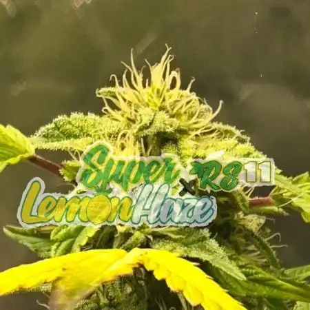 🍋 Super Lemon Haze × 🌌 RS11