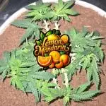 Lemon Mandarine Sponsored by Fastbuds