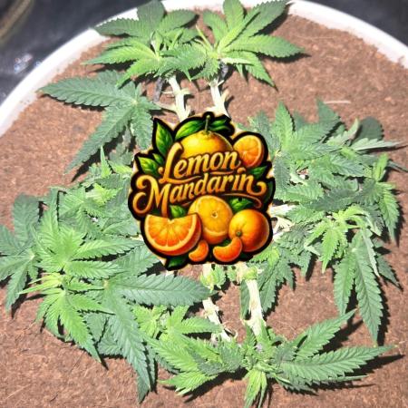 Lemon Mandarine Sponsored by Fastbuds