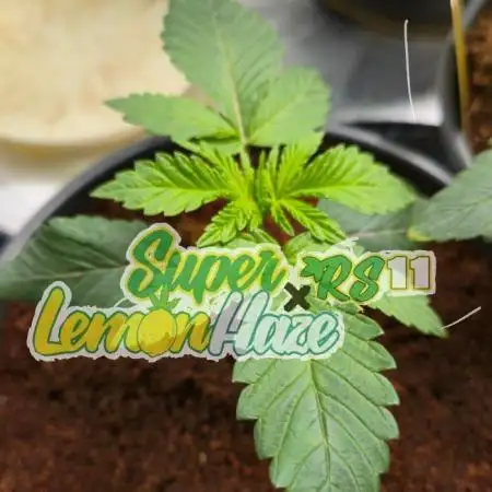 🍋 Super Lemon Haze × 🌌 RS11