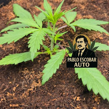 Pablo Escobar Sponsored by Divine Seeds