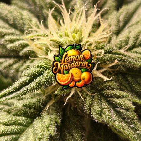 🍋Lemon Mandarine🍊