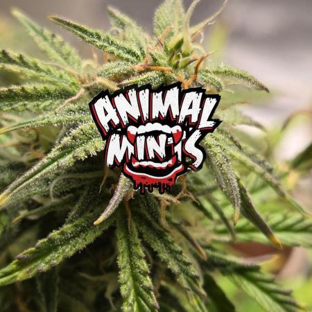 🐺Animal Mints 🚀Community Grow🚀