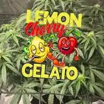 LemonCherryGelato Sponsored by Zamnesia