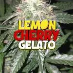 LemonCherryGelato Sponsored by Zamnesia