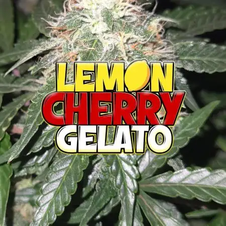 LemonCherryGelato Sponsored by Zamnesia
