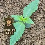 Nevilles Haze by Spliffseeds