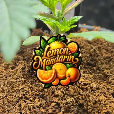 Lemon Mandarine Sponsored by Fastbuds