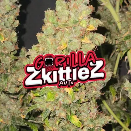 Gorilla Glue x Zkittlez by BarneysFarm