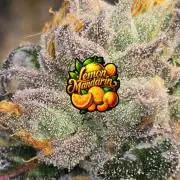 🍋Lemon Mandarine🍊