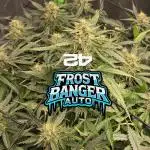 Frostbanger Sponsored by Fastbuds