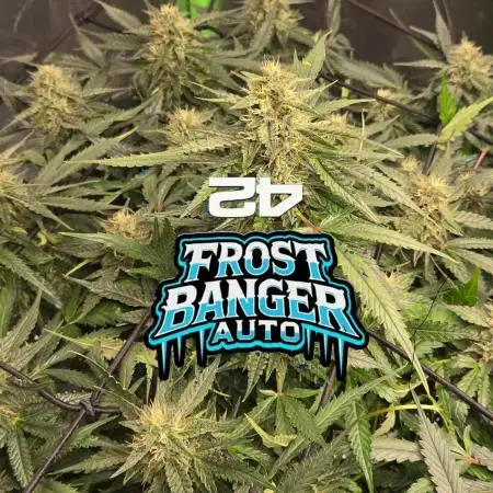 Frostbanger Sponsored by Fastbuds