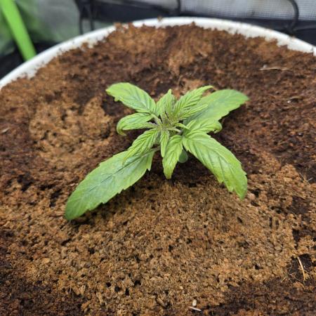 🐺Animal Mints 🚀Community Grow🚀