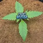 Frostbanger Sponsored by Fastbuds