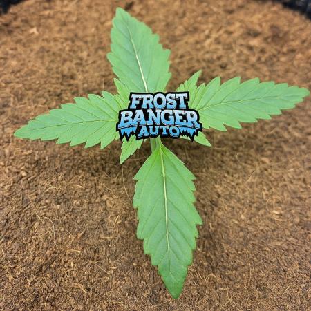 Frostbanger Sponsored by Fastbuds