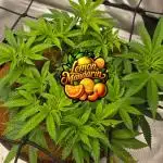 🍋Lemon Mandarine🍊