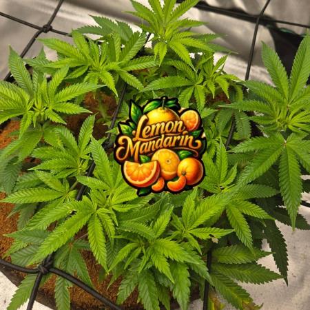 🍋Lemon Mandarine🍊