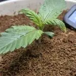 Permanent Jealousy XL Auto