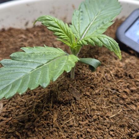 Permanent Jealousy XL Auto