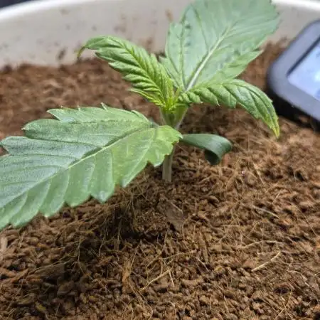 Permanent Jealousy XL Auto