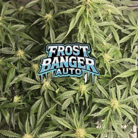 Frostbanger Sponsored by Fastbuds