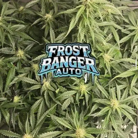 Frostbanger Sponsored by Fastbuds