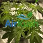 Air Kush by Adonhusa Genetics