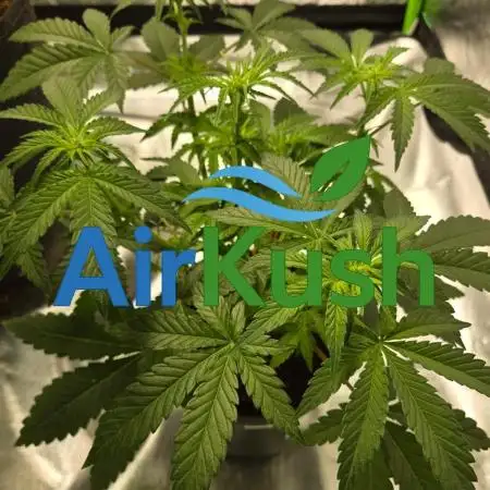 Air Kush by Adonhusa Genetics